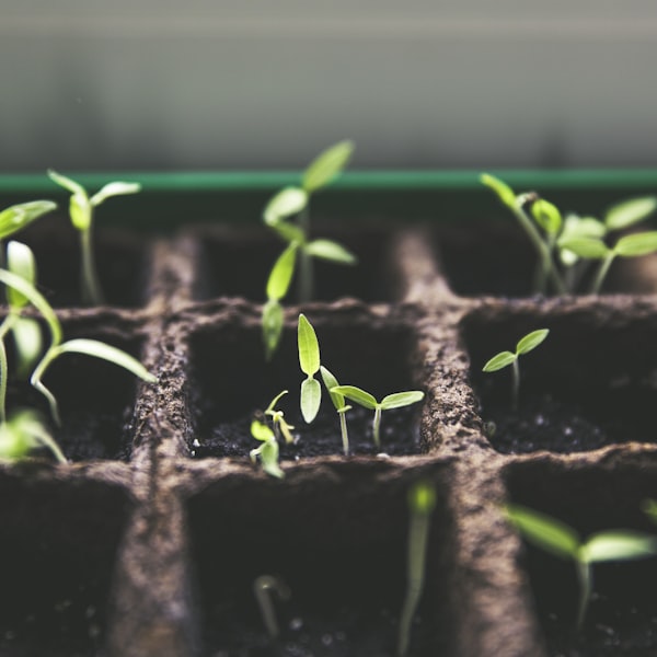 Seedlings in the garden